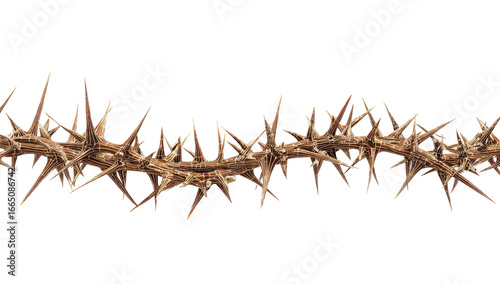 Dried thorny vine or branch,  close-up,  horizontal.  Brown,  spiky,  texture