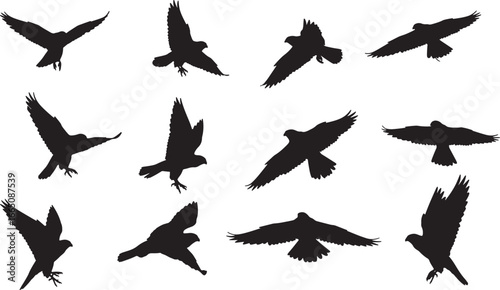 Variety of hawk and falcon silhouettes in different flight poses, a collection of predatory birds for graphic design and nature projects