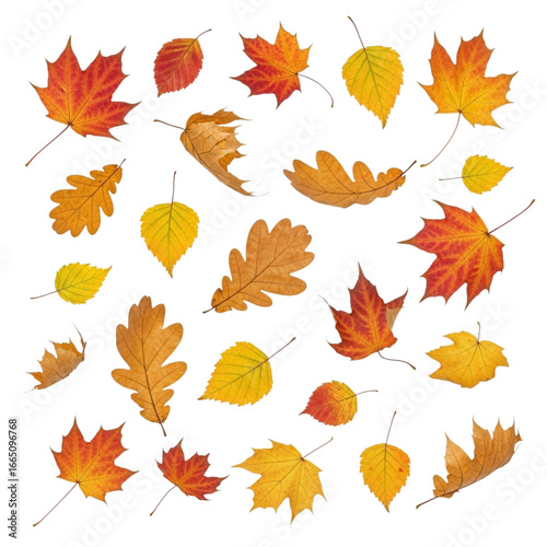 Collection of autumn leaves falling isolated on transparent background