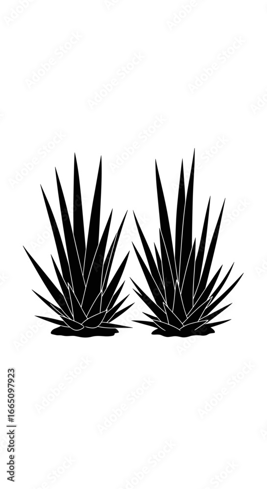 Fototapeta premium Two striking black agave plants are captured from a frontal perspective against a clean white background showcasing their sharp spiky leaves and full symmetrical form in a minimalist design