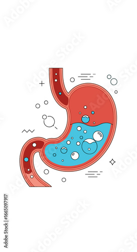 Understanding the inner workings of the human digestive system and its key components including the stomach and esophagus