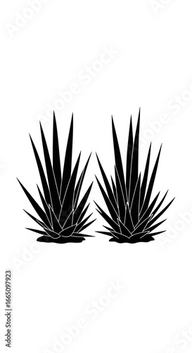 Two striking black agave plants are captured from a frontal perspective against a clean white background showcasing their sharp spiky leaves and full symmetrical form in a minimalist design