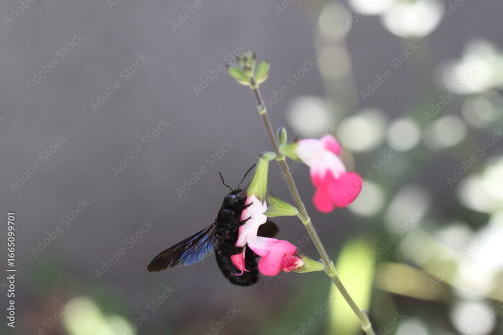 Fototapeta premium Carpenter bee Wood bee Large carpenter bee Blue carpenter bee Xylocopa violacea on white flower with pollen