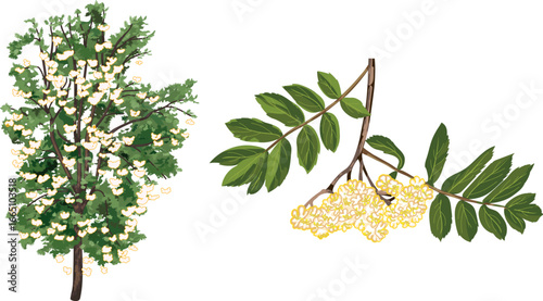 Blossom rowan tree (Sorbus aucuparia) and inflorescence of rowan tree with green leaves isolated on white background	
