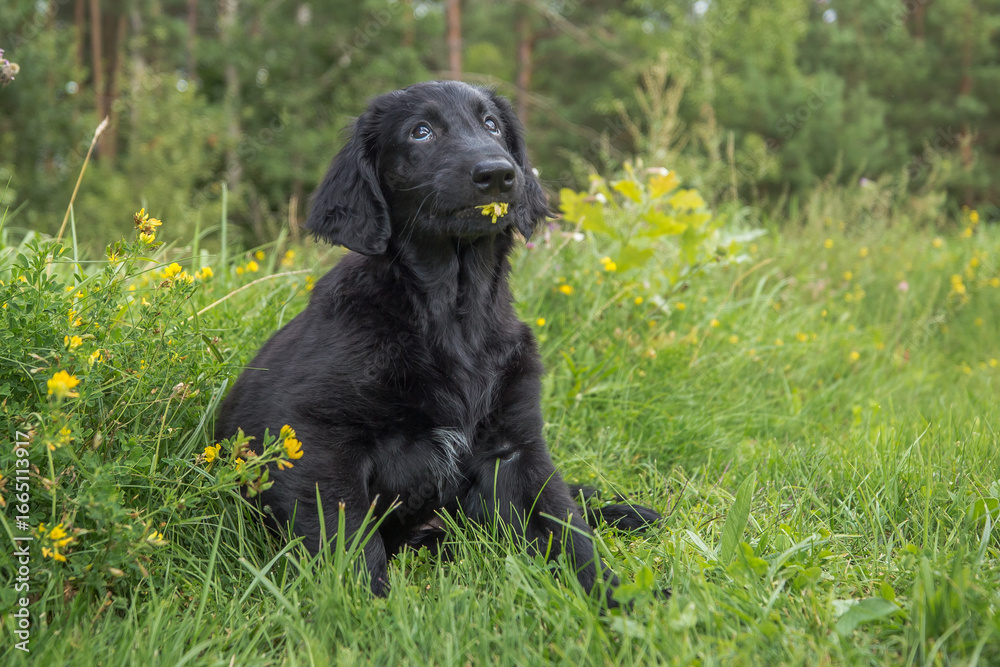 The photo shows an adorable black Flat-Coated Retriever puppy lying on the grass. He has a wet nose and an attentive look. His face is slightly dirty, which adds playfulness to the picture.
The photo shows an adorable black Flat-Coated Retriever puppy lying on the grass. He has a wet nose and an attentive look. His face is slightly dirty, which adds playfulness to the picture.