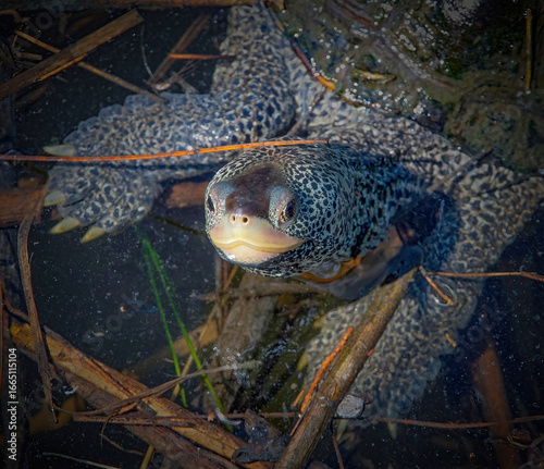 Diamondback Terrapin in the Mattapoisett River, Massachusetts