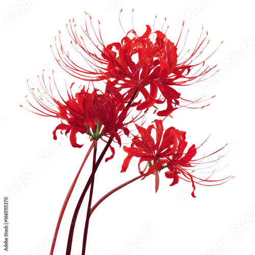 Bright Red Spider Lily Flowers on White Background for Floral Design and Botanical Projects
