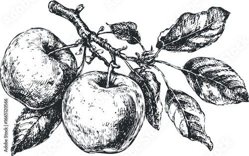 Two Ripening Apples on a Textured Branch with Detailed Leaves