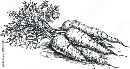 Bunch of freshly harvested carrots with leafy green tops