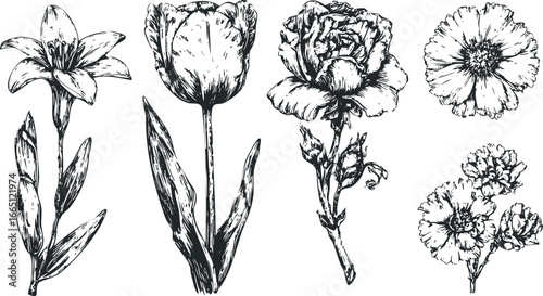 Collection of hand-drawn floral illustrations featuring lilies, tulips, and other blooms