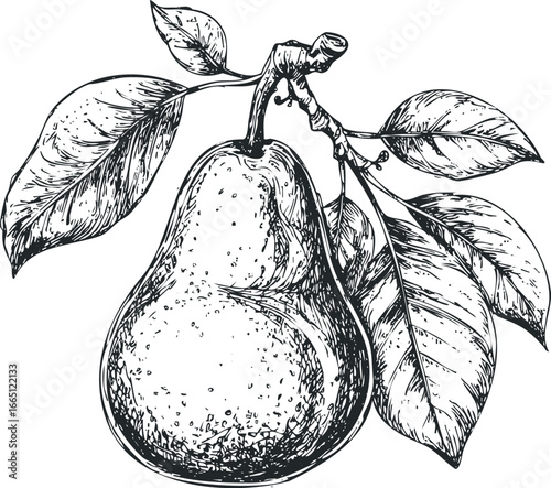 Sketch of a Pear with Leaves on a Branch