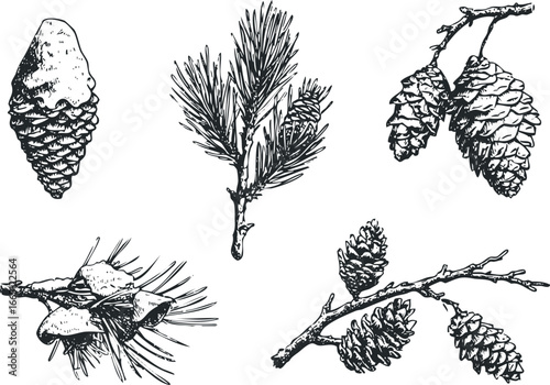 Collection of pine cones and pine needles depicted in sketch style