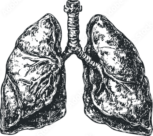 Detailed ink sketch of human lungs and trachea