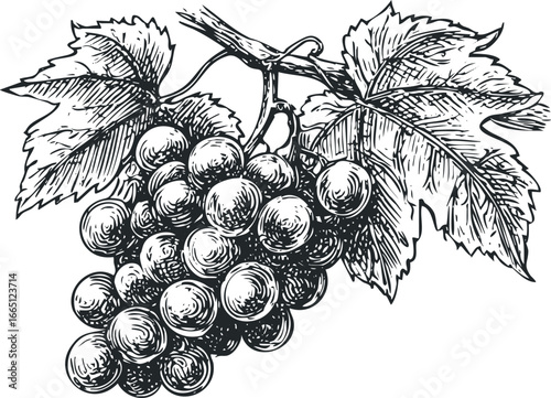 Detailed sketch of a ripe bunch of grapes with leaves on a vine