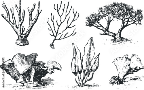 Collection of Hand Drawn Sea Life and Aquatic Plants