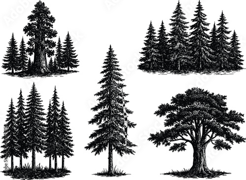 Forest Trees Silhouette Set Vector Illustration, Pine Fir Evergreen Redwood Deciduous Park Woods Collection, Nature Environment Engraving Style Design

.