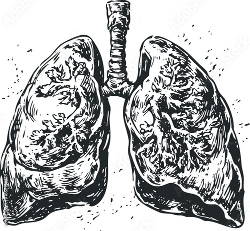 Stylized depiction of human lungs with trachea against a white background