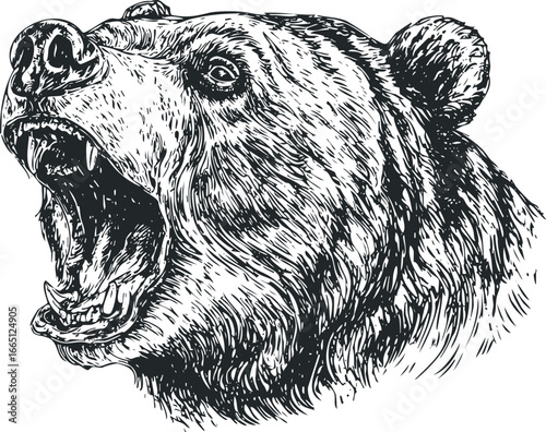 Fierce Grizzly Bear Head With Open Mouth Detailed Sketch
