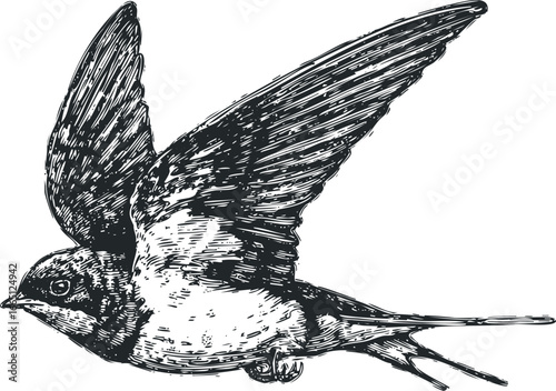 Swallow Bird in Flight With Detailed Sketch Style Wings