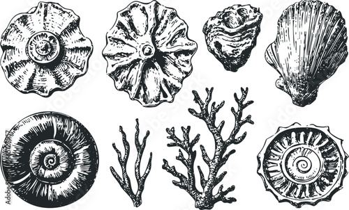 Collection of Ink Drawn Seashells and Coral Specimens