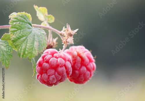 A close up photo of Raspberries growing on a raspberry bush in the UK