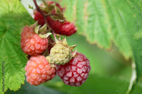 A close up photo of Raspberries growing on a raspberry bush in the UK