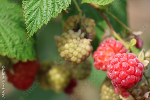 A close up photo of Raspberries growing on a raspberry bush in the UK