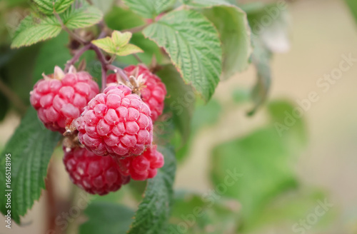 A close up photo of Raspberries growing on a raspberry bush in the UK
