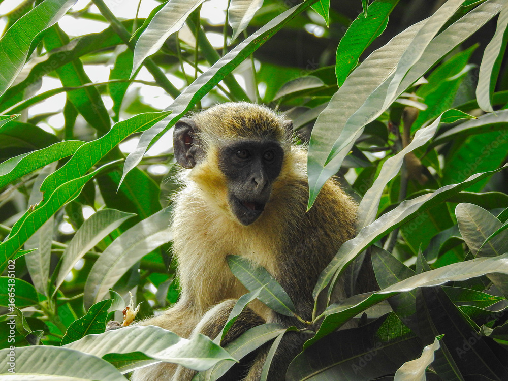 Fototapeta premium Comical Expression on Green Monkey