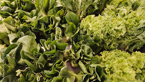 Many fresh lettuce and spinach for sale at market or supermarket. Harvest, Product of agriculture and Healthy food or salad for diet.