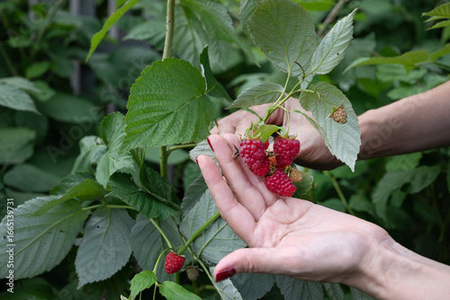 Gardening, harvesting, farming concept. Close-up of an elderly woman's hand picking raspberries in the garden outdoors. Selective focus on red berry in hand.