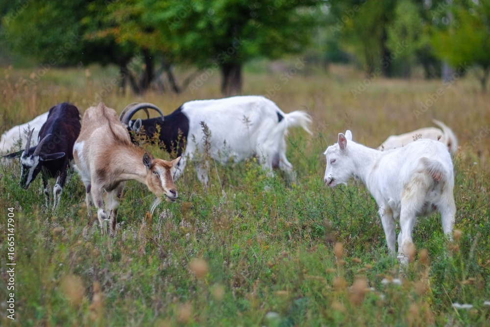 Fototapeta premium Abandoned thatched cottage on a hill overlooking a lake.