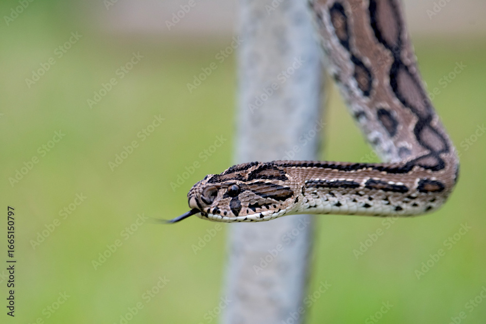 Fototapeta premium Russell's Viper in action mode