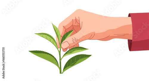 A human hand carefully harvests a vibrant green flat leaf from a small plant, symbolizing organic growth and natural freshness on a pristine white background.
