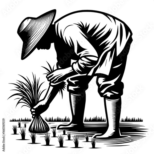 Farmer Planting Rice Seedlings