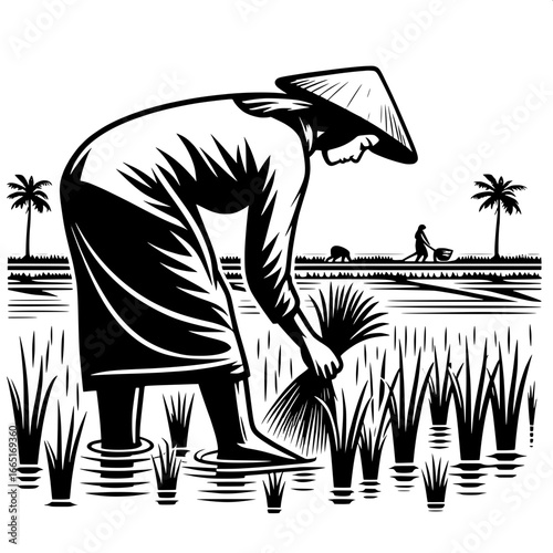 Farmer Planting Rice Seedlings