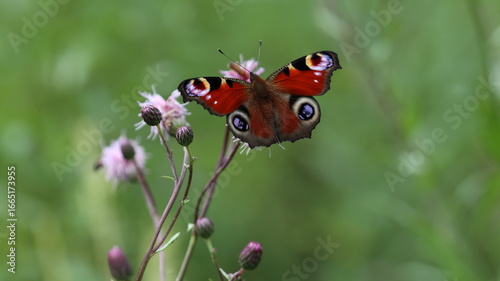 Peacock butterfly (Anglais io) feeding on wildflowers