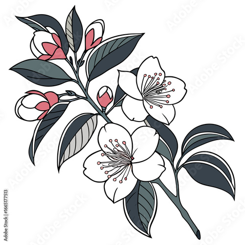  camelia japonica lavinia maggi on white background 