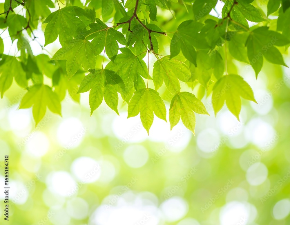 Fresh green leaves in sunlight (1)