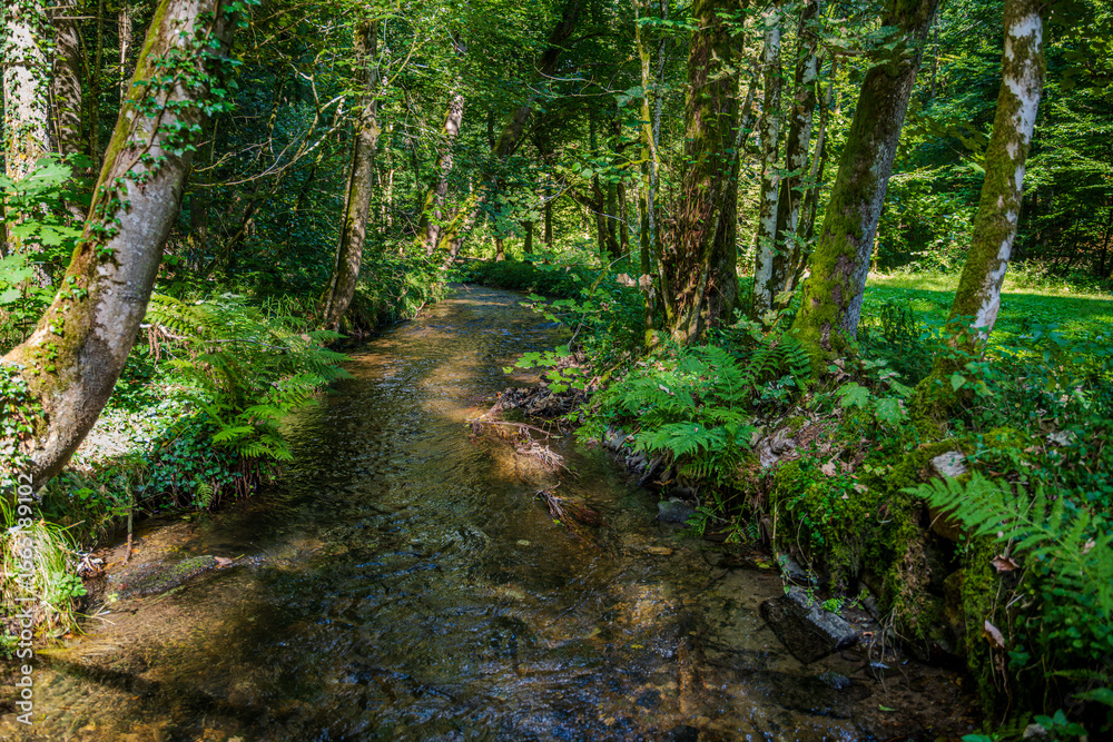 Fototapeta premium Klarer Bach fließt durch einen Wald mit üppigem Grün und Sonnenlicht in einem ruhigen Tal