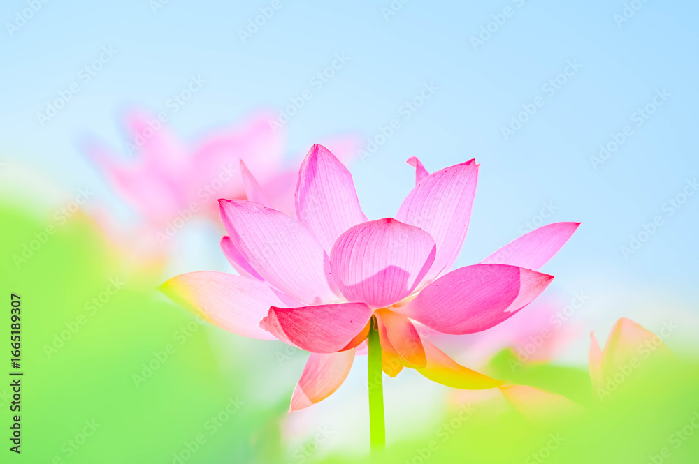 Fototapeta premium 夏に花咲く蓮の花 安曇野