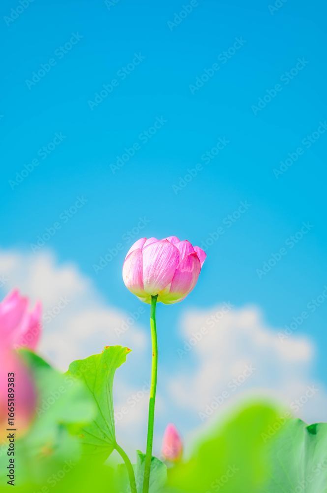 Fototapeta premium 蓮の花