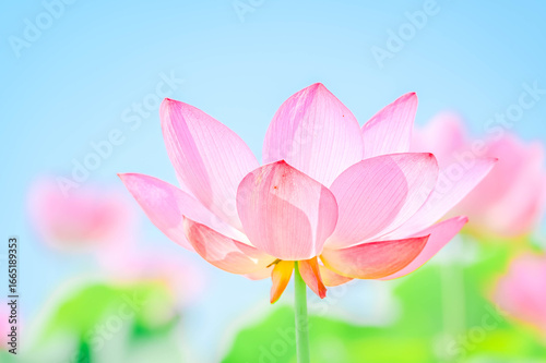 夏に花咲く蓮の花　安曇野