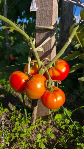 tomatoes in the garden