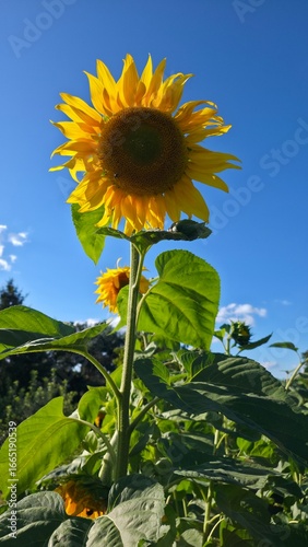 sunflower in the field