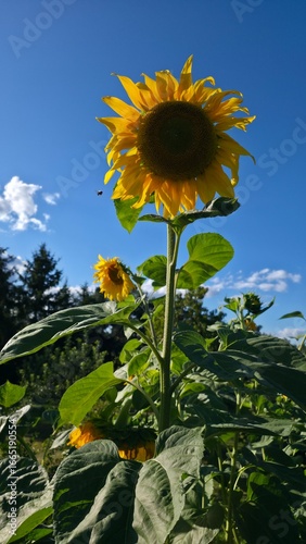 sunflower and bee