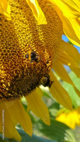 sunflower and bee