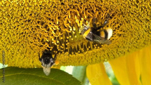 bee on sunflower A busy bee, covered in pollen, on a sunflower head. An excellent detail shot, showing the work of insects.