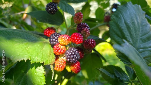 tropical fish in aquarium