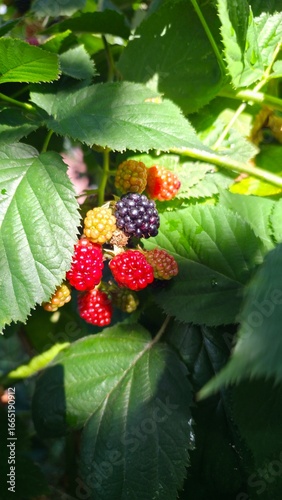 wild strawberry on a bush